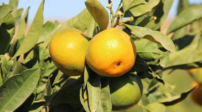 Satsuma'nın 'yok yılı'