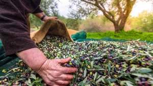 Sofralık zeytin ihracatında rekor