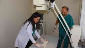 Sokak hayvanlarına teknolojik tedavi 