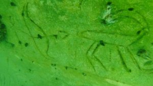 Su altındaki tarihi mekanın dinsel alan olduğu tahmin ediliyor