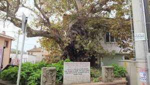 Süleyman Paşa'nın 7 asır önce atını bağladığı anıt ağaç kuruyor