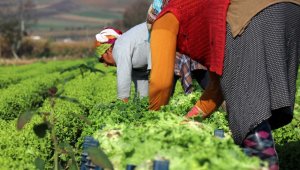 Tarlada 50 kuruş, markette 8 lira