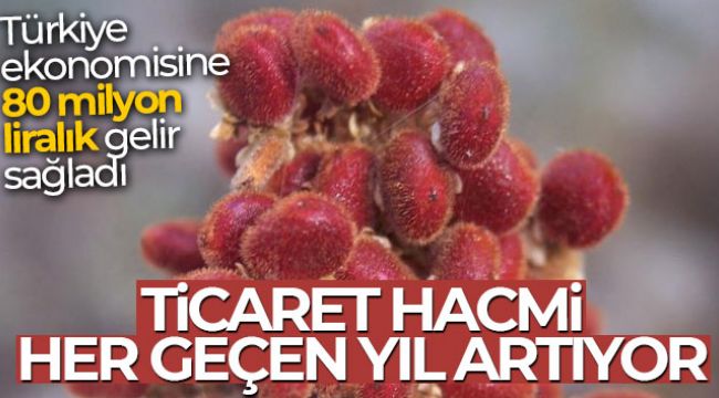 Türkiye ekonomisine 80 milyon liralık gelir sağladı