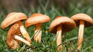 Yediği mantardan zehirlenen kadın öldü