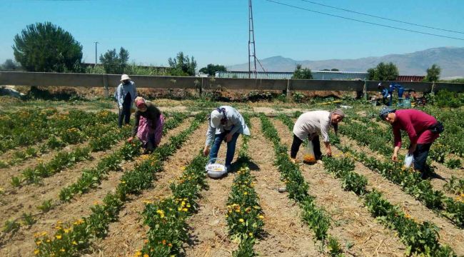 Yılda 4 milyon lira gelir elde eden kadınlar İzmir'de Aynısefa üretecek