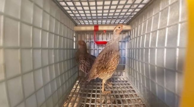 Yıllık 25 bin keklik üretiliyor