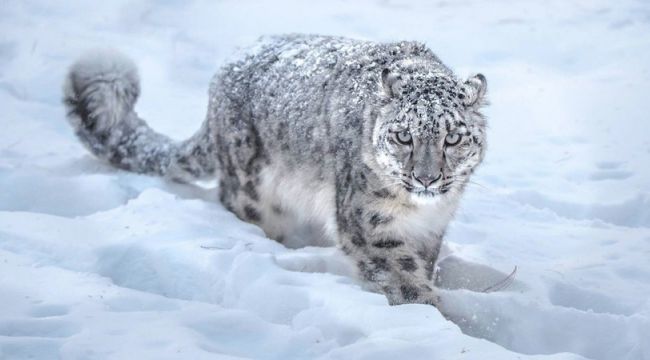 ABD'de üç kar leoparı koronadan öldü