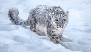 ABD'de üç kar leoparı koronadan öldü