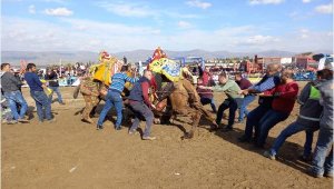 Alaşehir'de deve güreşleri büyük ilgi gördü  