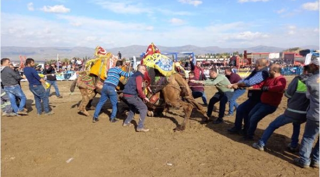 Alaşehir'de deve güreşleri büyük ilgi gördü  