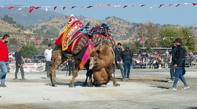 Aydın'da 1 yıl aradan sonra develer yeniden arenada