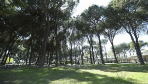 Aydın'da 8 milyon fidan dikilecek