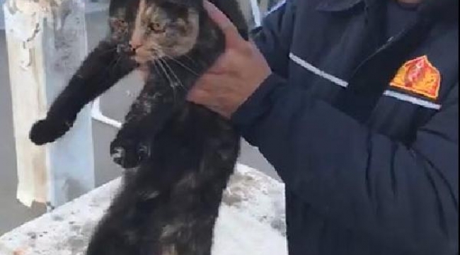 Bacaya düşen kediyi itfaiye kurtardı
