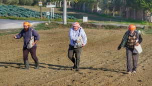 Başkan Oran belediye arazisine kara yulaf ekti