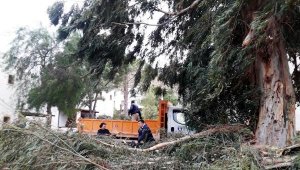 Bodrum belediyesi fırtınada zarar gören ağaçlara müdahale etti