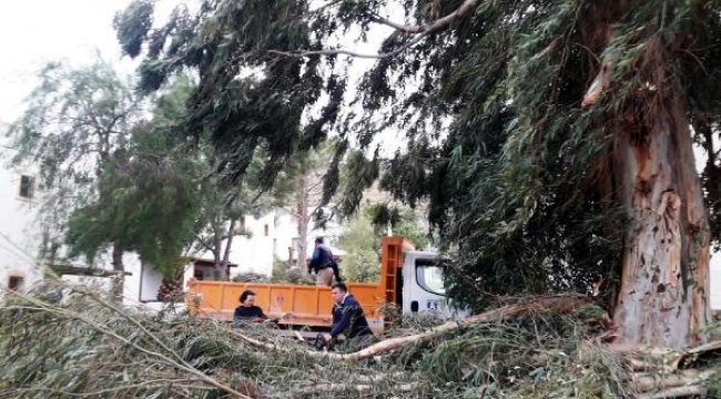 Bodrum belediyesi fırtınada zarar gören ağaçlara müdahale etti