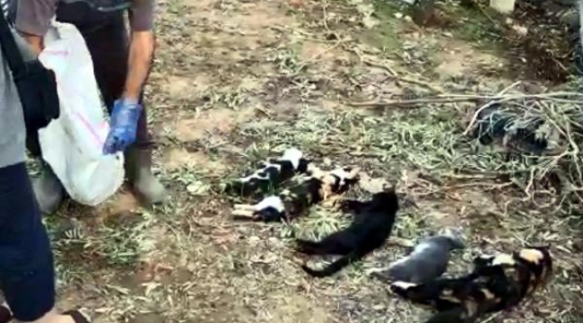 Bodrum'da kedi ölümleriyle ilgili suç duyurusu