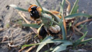 Bu çiçeği koparmanın cezası araba parası