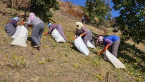 Bursa'daki şekerleme üreticilerinin kestanesi Nazilli'den