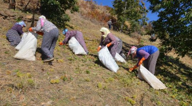 Bursa'daki şekerleme üreticilerinin kestanesi Nazilli'den