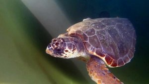 Caretta caretta misina kurbanı