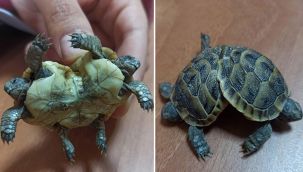 Çift başlı kaplumbağa