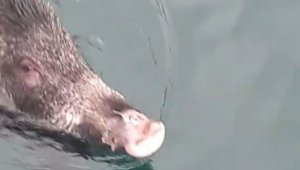 Denizden balık değil 'yaban domuzu' çıktı