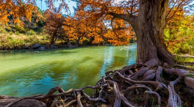 Depremin ağaçların büyümesini hızlandırdığı belirlendi