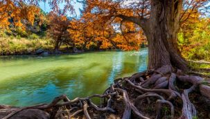 Depremin ağaçların büyümesini hızlandırdığı belirlendi