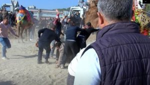 Develerin altında ezilmekten son anda kurtuldular