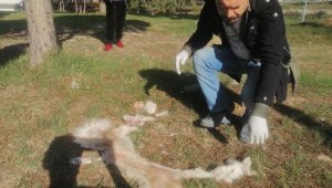 Didim'deki hayvan katliamına bir tepki de Başkan Atabay'dan