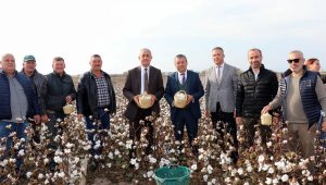 Dikili'de Pamuklar Damla Damla Sulanıyor