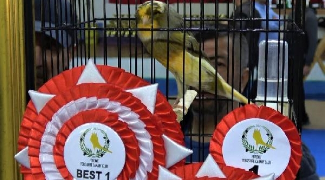 Edremit'te Yorkshire ırkı kanaryaların güzellik yarışması yapıldı 