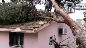 Fırtınada okul binası üzerine ağaç devrildi