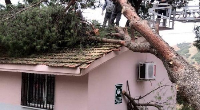Fırtınada okul binası üzerine ağaç devrildi