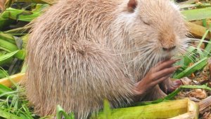 Güney Amerikalı konuk Tunca Nehri'nde yuvalandı