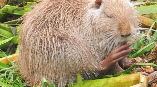Güney Amerikalı konuk Tunca Nehri'nde yuvalandı