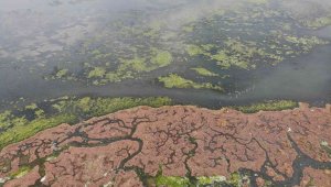 İnciraltı'nı da deniz marulu sardı