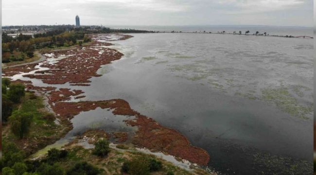 İzmir'de deniz yeşile büründü