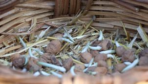 İzmir'de salep üretimi yaygınlaştırılıyor