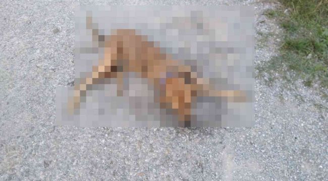 İzmir'deki olay bu nasıl vicdansızlık dedirtti