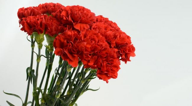 Karanfilin adedi 10 lirayı buldu