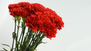 Karanfilin adedi 10 lirayı buldu