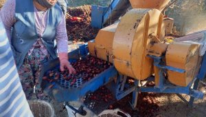 Kestane fiyatları altınla yarışınca üretici ürünü kuyudan erken çıkardı