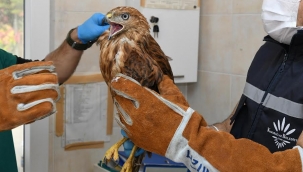 Kızıl şahin koruma altında