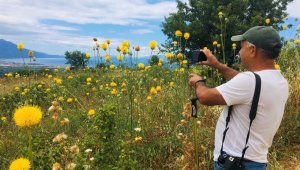Kuşadası'na özgü Tülüşah bitkisinin koruma alanı genişletildi