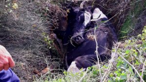 Kuyuya düşen inek zor anlar yaşattı