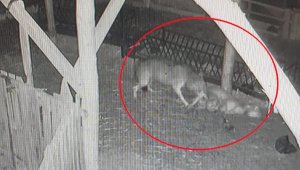 Mahalleye inen kurtlar 2 koyunu öldürdü