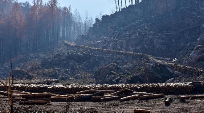 Marmaris'te, 3 ayda yangında zarar gören 1500 hektar alandaki ağaçlar kesildi
