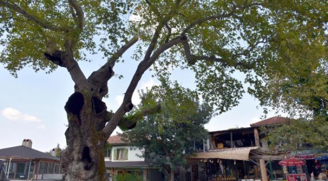 Marmaris'teki 1906 yıllık çınar ağacı bakım bekliyor